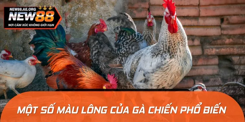 Một số màu lông cần biết khi chọn gà chiến qua sắc lông