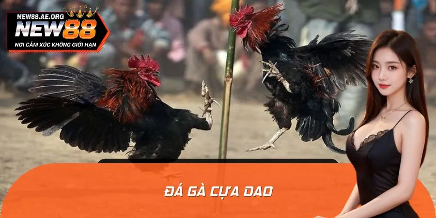 Đá Gà Cựa Dao: Cuộc Chơi Của Bản Lĩnh, Chiến Kê Hóa Anh Hùng