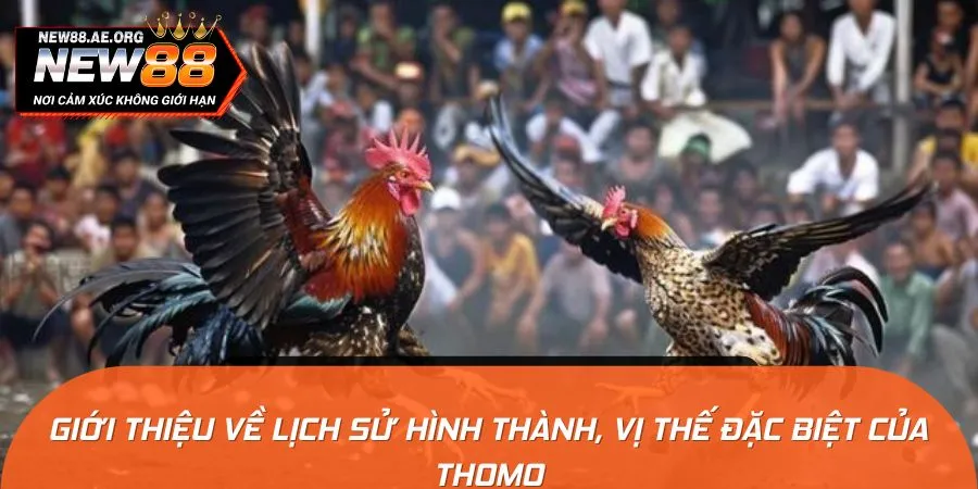 Sức hút mãnh liệt của trường gà Thomo tại khu vực Đông Nam Á