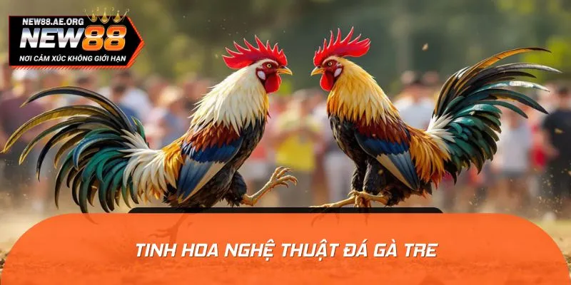 Giới thiệu sức hấp dẫn của đá gà tre